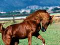 horse_arabian_stallion_t1.jpg