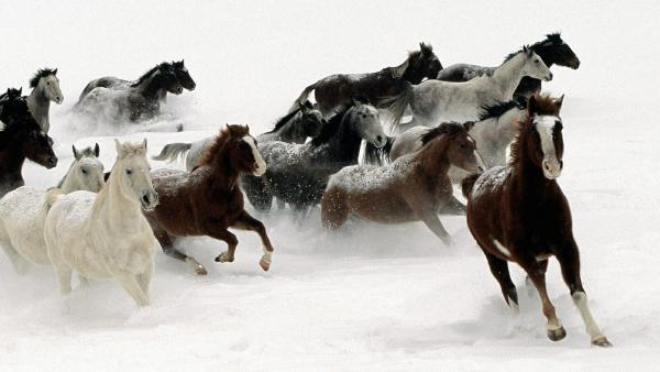 snow_wild_horses.jpg