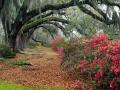 azaleas_and_live_oaks_magnolia_plantation_charleston_south_carolina_t1.jpg
