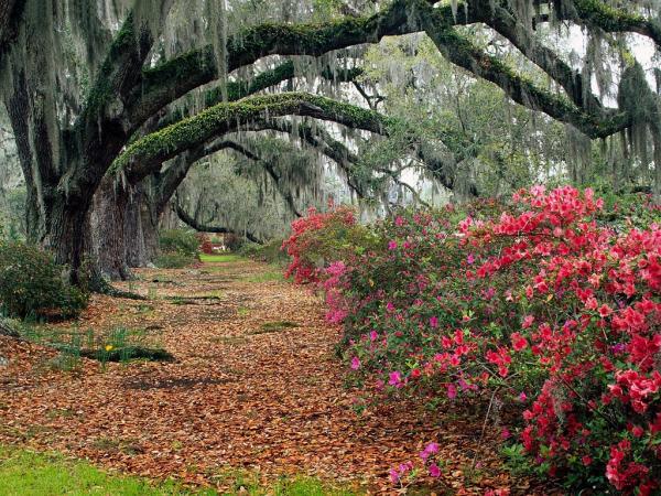 azaleas_and_live_oaks_magnolia_plantation_charleston_south_carolina.jpg