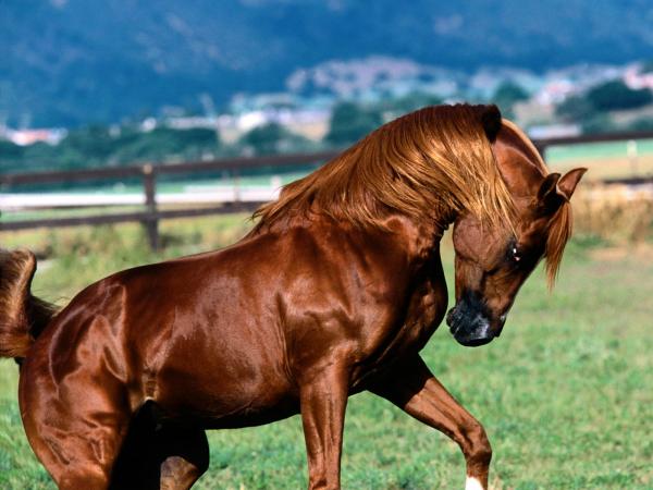 horse_arabian_stallion.jpg